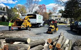 Best Tree Disease Treatment  in Cambridge, MN